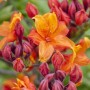 Nahaufnahme des gelb-orangen Rhododendron Luteum Sunny Boy mit Blüten und Knospen.