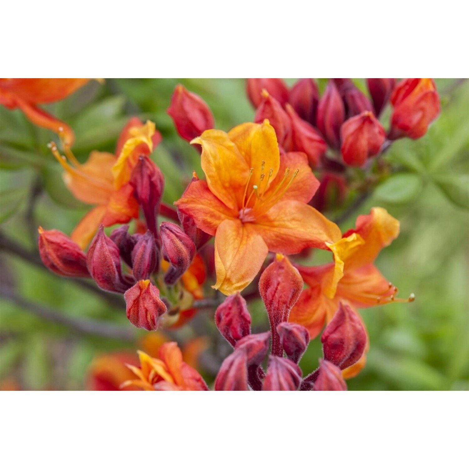 Rhododendron Luteum Sunny Boy Gelb 40–50 cm günstig online kaufen