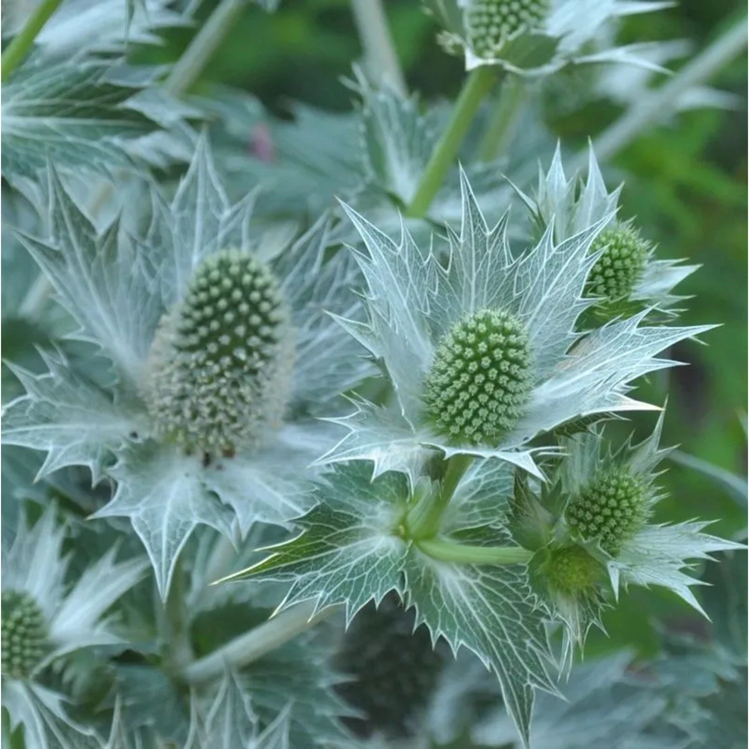 Elfenbein-Mannstreu - Eryngium giganteum