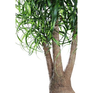 Elefantenfuß (Beaucarnea recurvata) mit markantem Stamm und grünen Blättern im Topf.