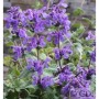 Blühende Katzenminze 'Grog' (Nepeta racemosa) mit violetten Blüten und grünen Blättern.