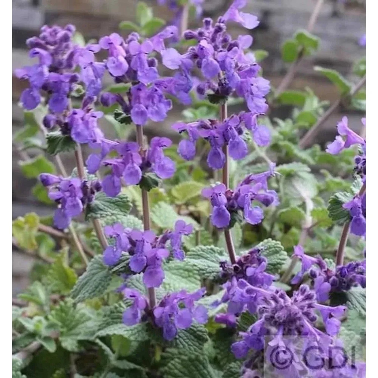 Blühende Katzenminze 'Grog' (Nepeta racemosa) mit violetten Blüten und grünen Blättern.