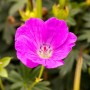 Nahaufnahme einer leuchtend rosa Blüte des Blutstorchschnabels 'Shooting Star' im 9x9 cm Topf.