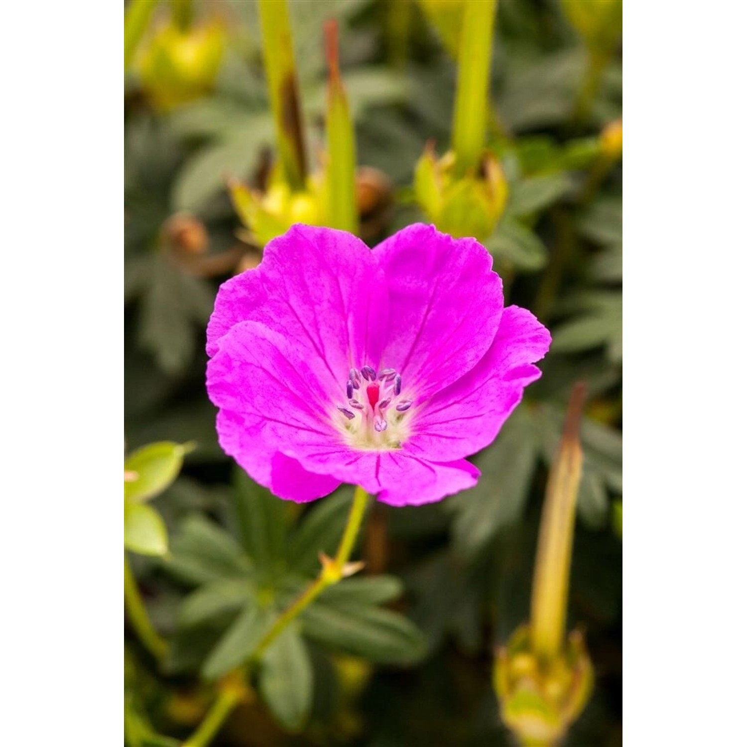Geranium Sanguineum Shooting Star Blutstorchschnabel Ca. 9x9 cm Topf günstig online kaufen
