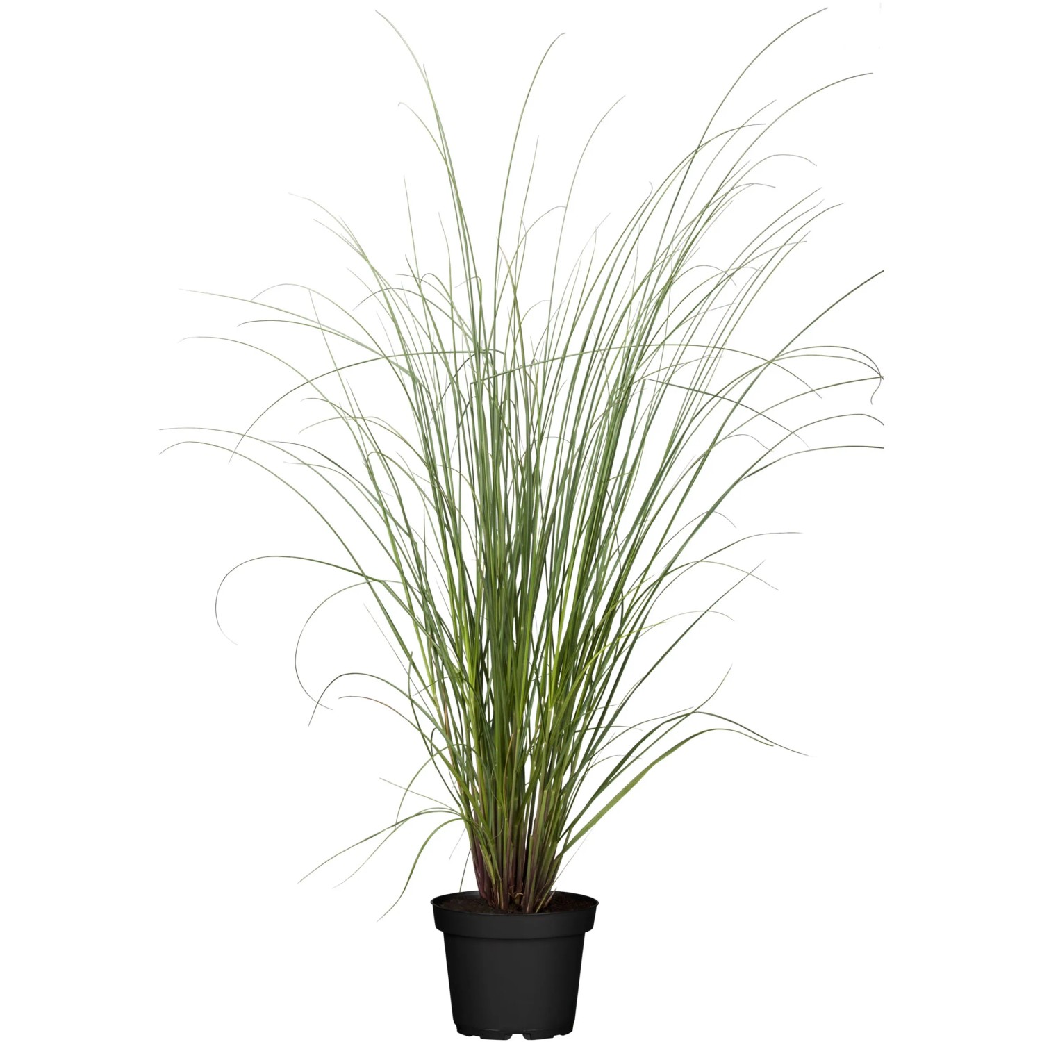 Kleines Pampasgras Cortaderia selloana Evita Früh T19