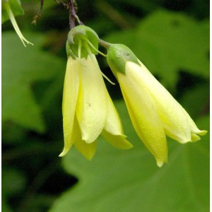 Gelbe Blüten der Wachsglocke Yatabe (Kirengeshoma palmata), Nahaufnahme.