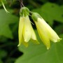 Gelbe Blüten der Wachsglocke Yatabe (Kirengeshoma palmata), Nahaufnahme.