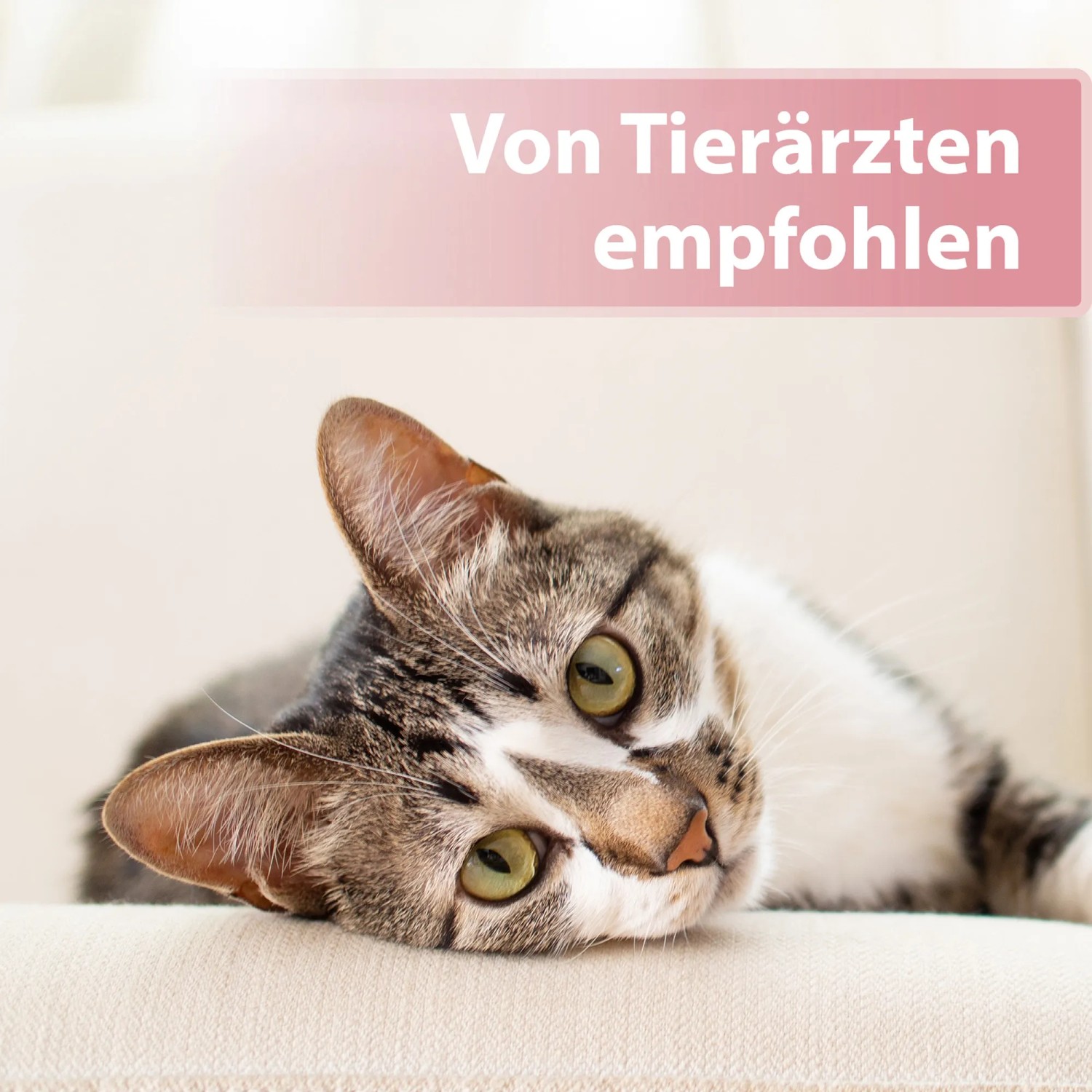 Katze entspannt mit Hinweis auf Felisept Augenpflege-Pads, empfohlen von Tierärzten.