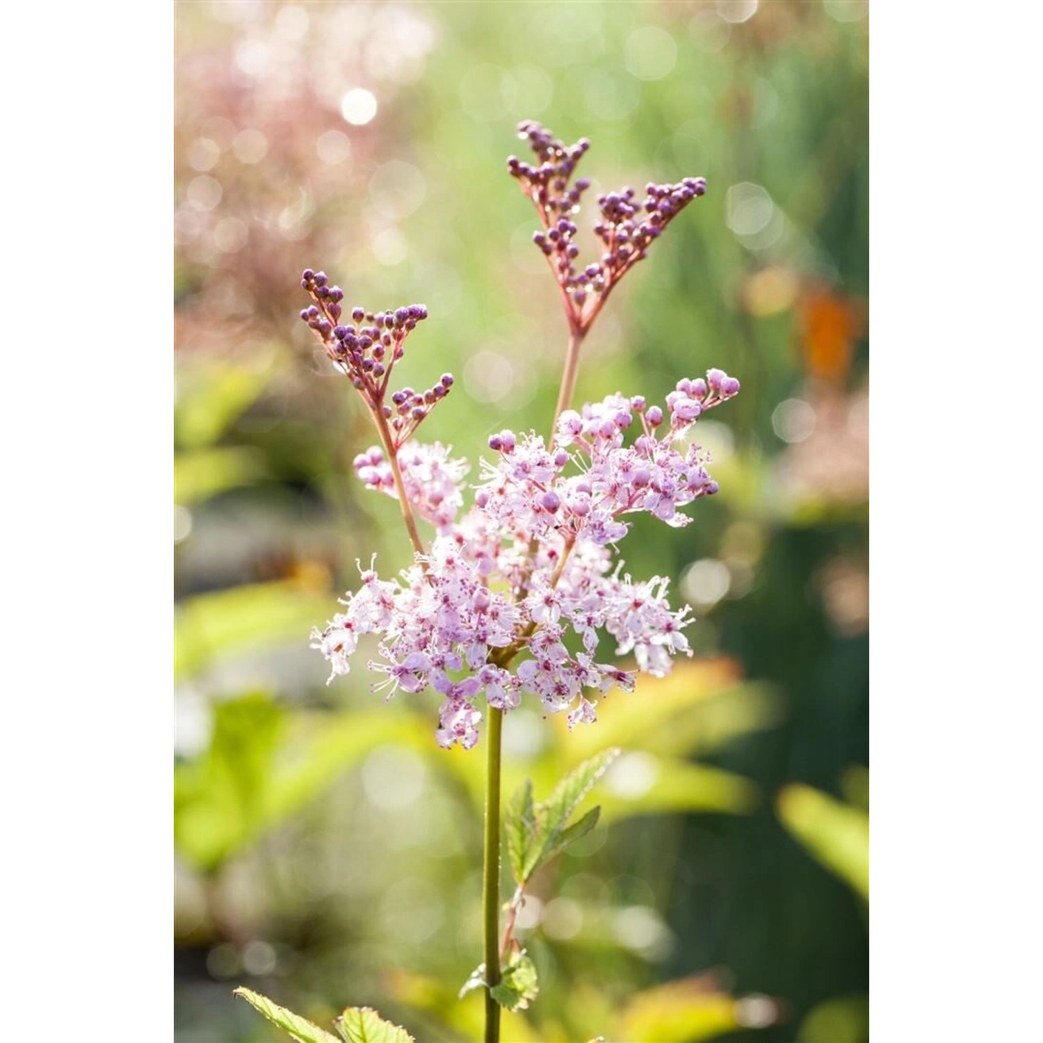 Filipendula Rubra Venusta Prächtige Wiesenraute Ca. 11x11 cm Topf günstig online kaufen