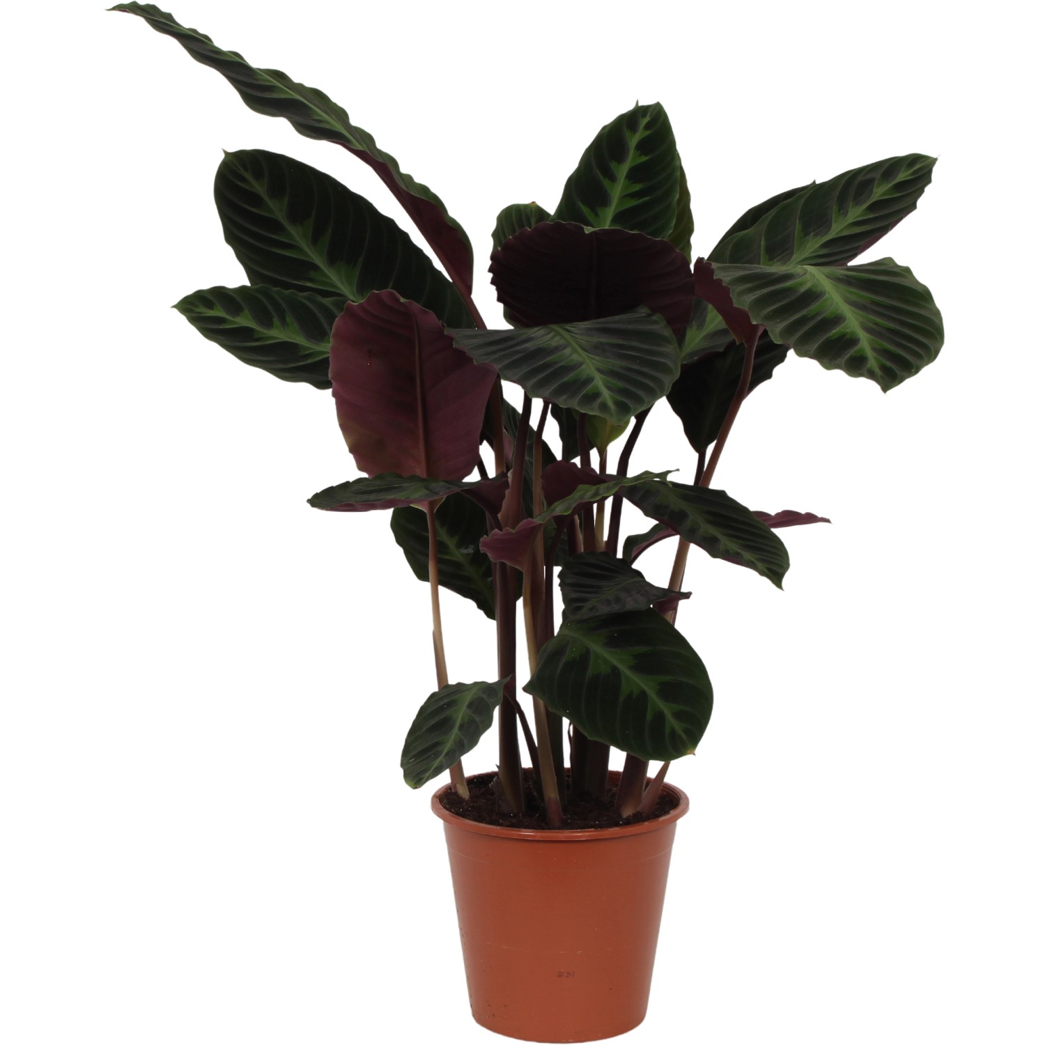 GROW by OBI Korbmarante Warcewiczii Höhe ca. 75 - 85 cm Topf-Ø ca. 19 cm