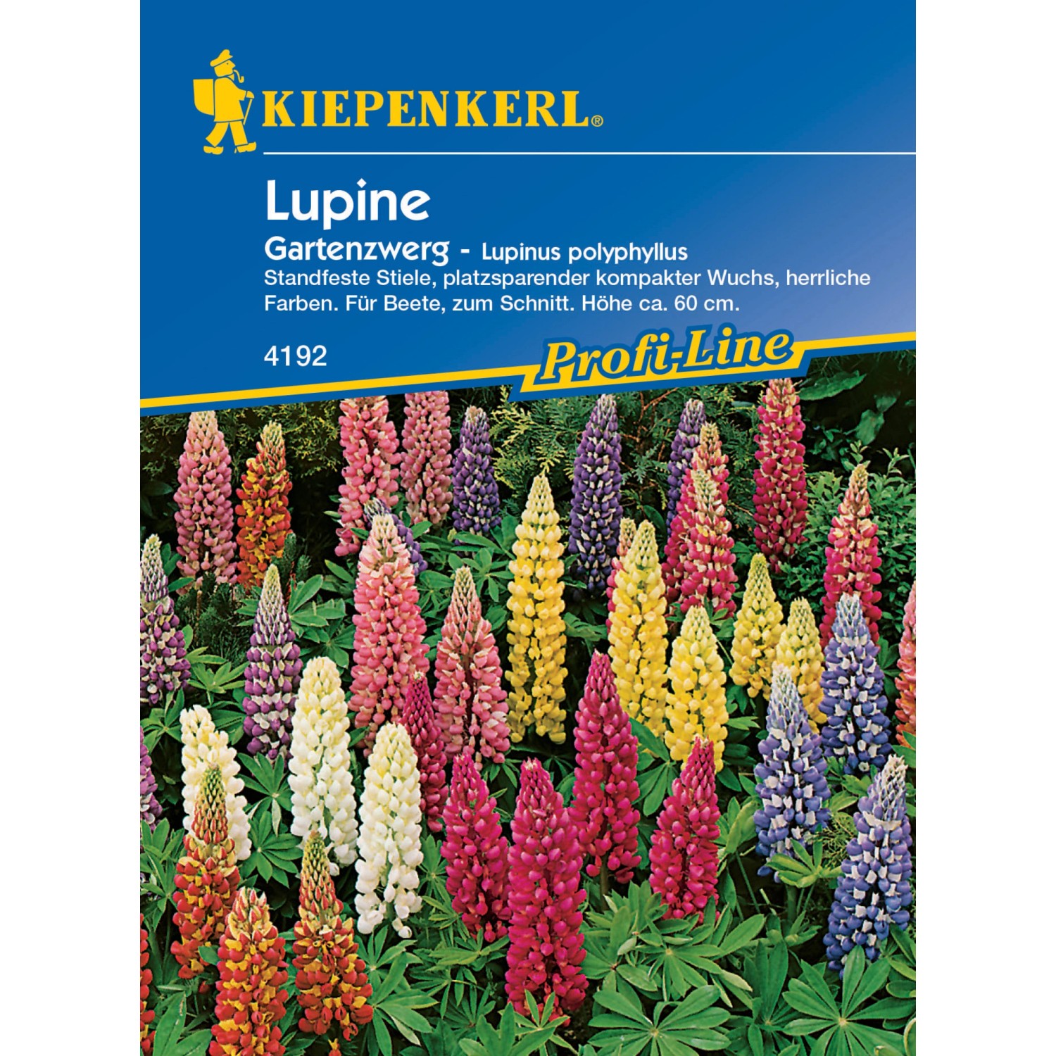 Kiepenkerl Lupine Garten-zwerg Lupinus polyphyllus