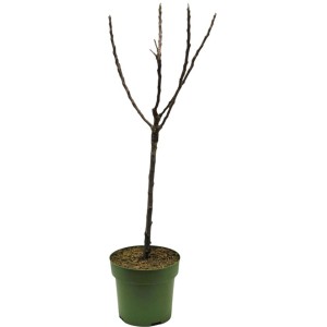 GROW by OBI Bio Zwergapfelbaum Stämmchen im Topf, ca. 60-80cm hoch.