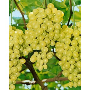 Weinrebe Gelb: Nahaufnahme von reifen, gelben Trauben an der Kletterpflanze.