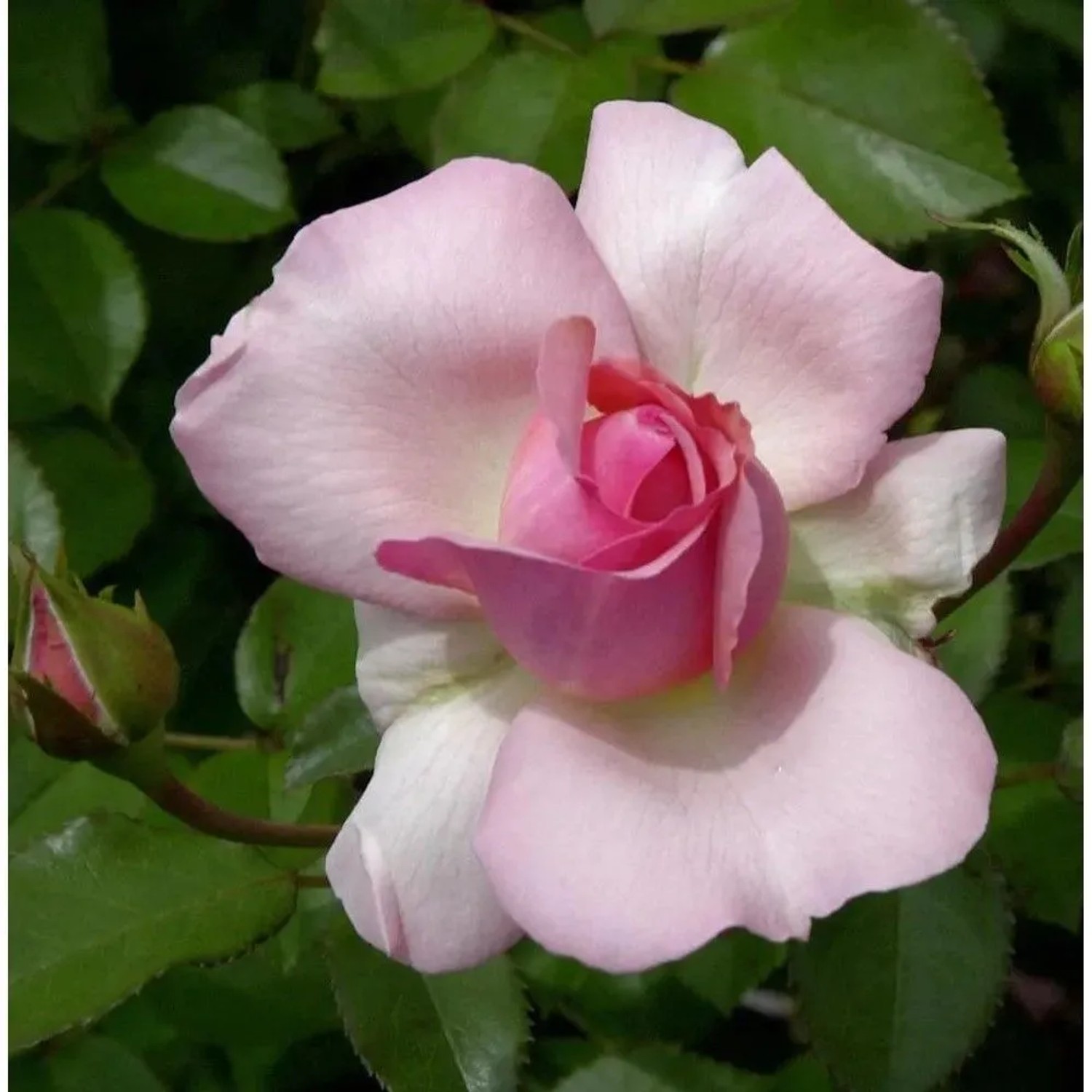 Kletterrose Sorbet 30-60cm