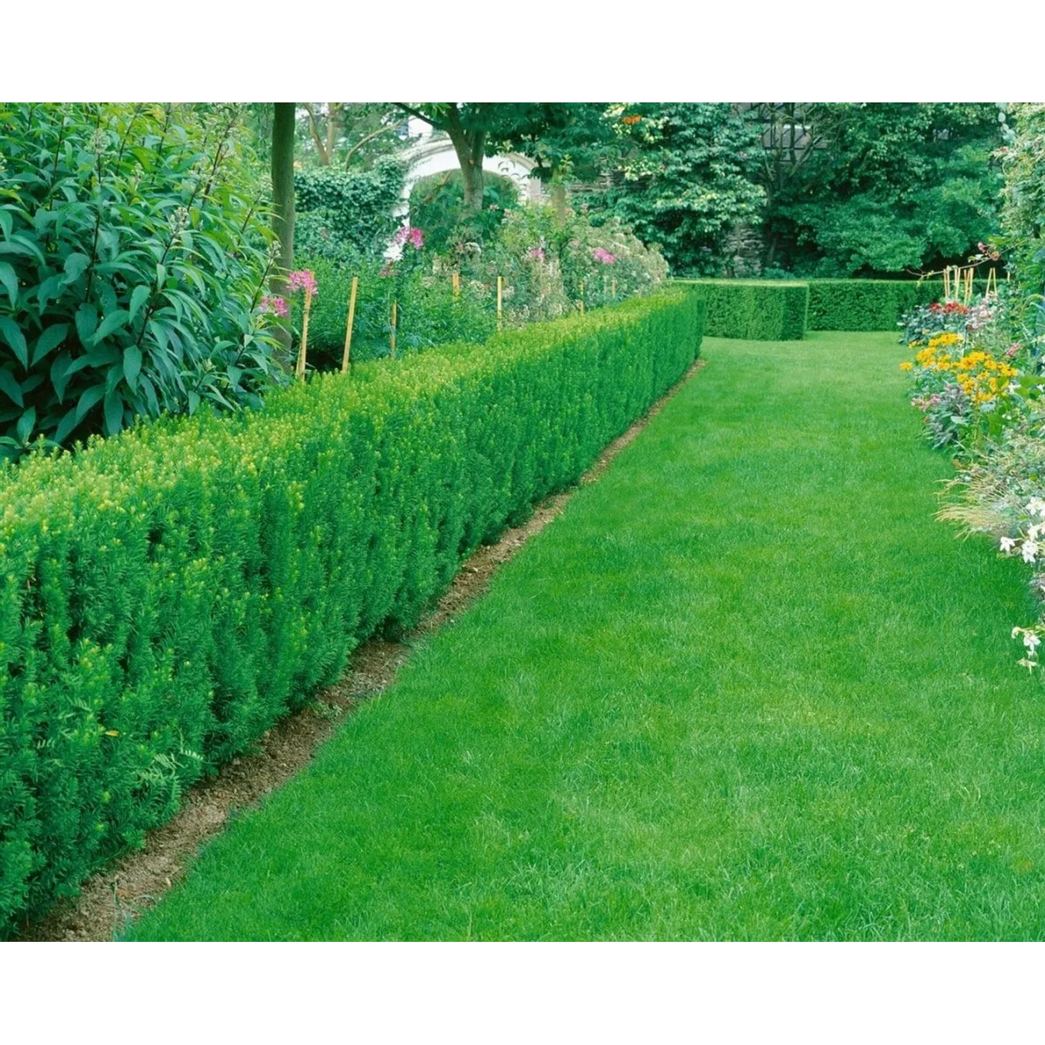 Pflanzen fr dich immergrne Heckenpflanze 'Straight Hedge' 70-80 cm kaufen  bei OBI