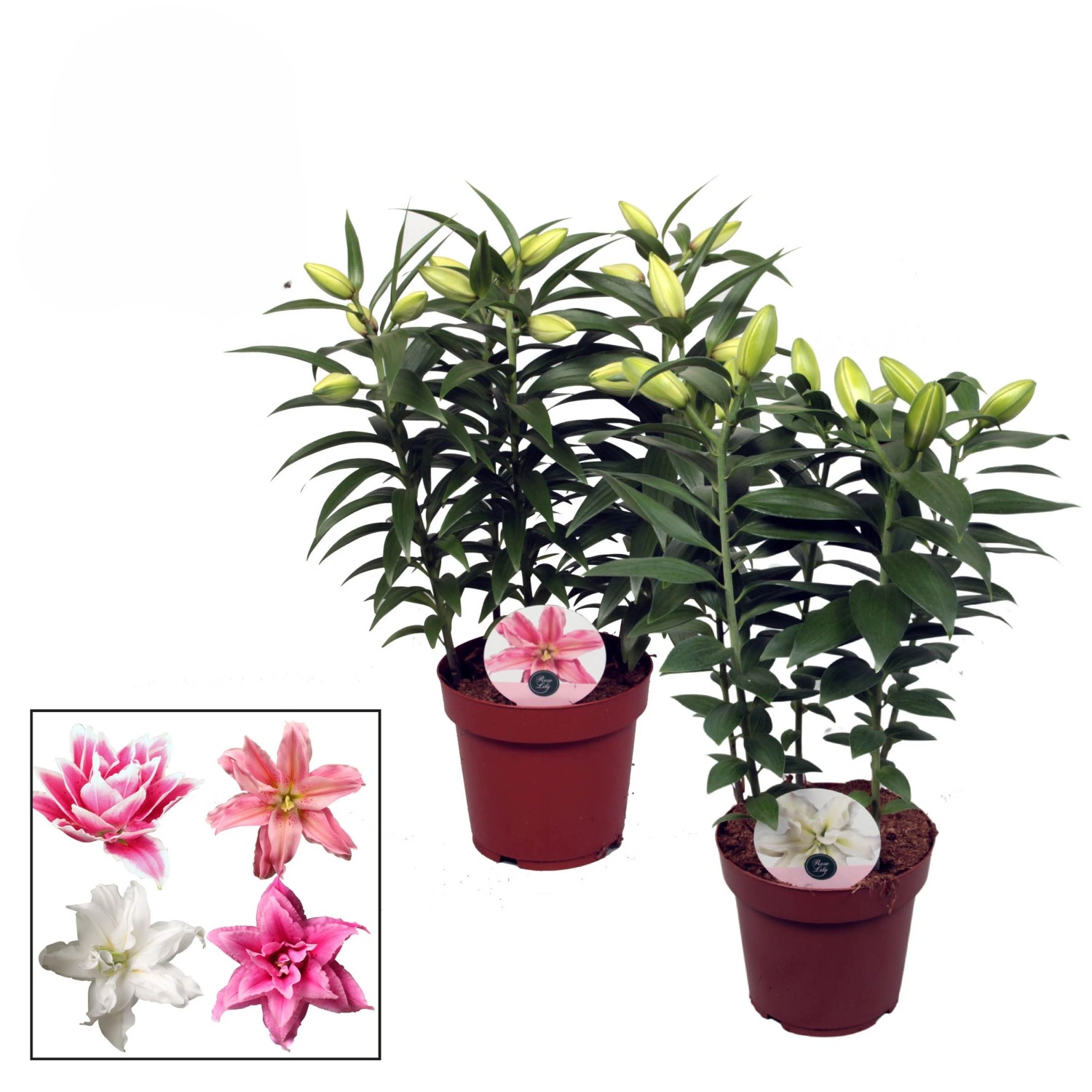 Lilie "Roselily" Farbenauswahl Topf- ca. 19 cm kaufen bei OBI