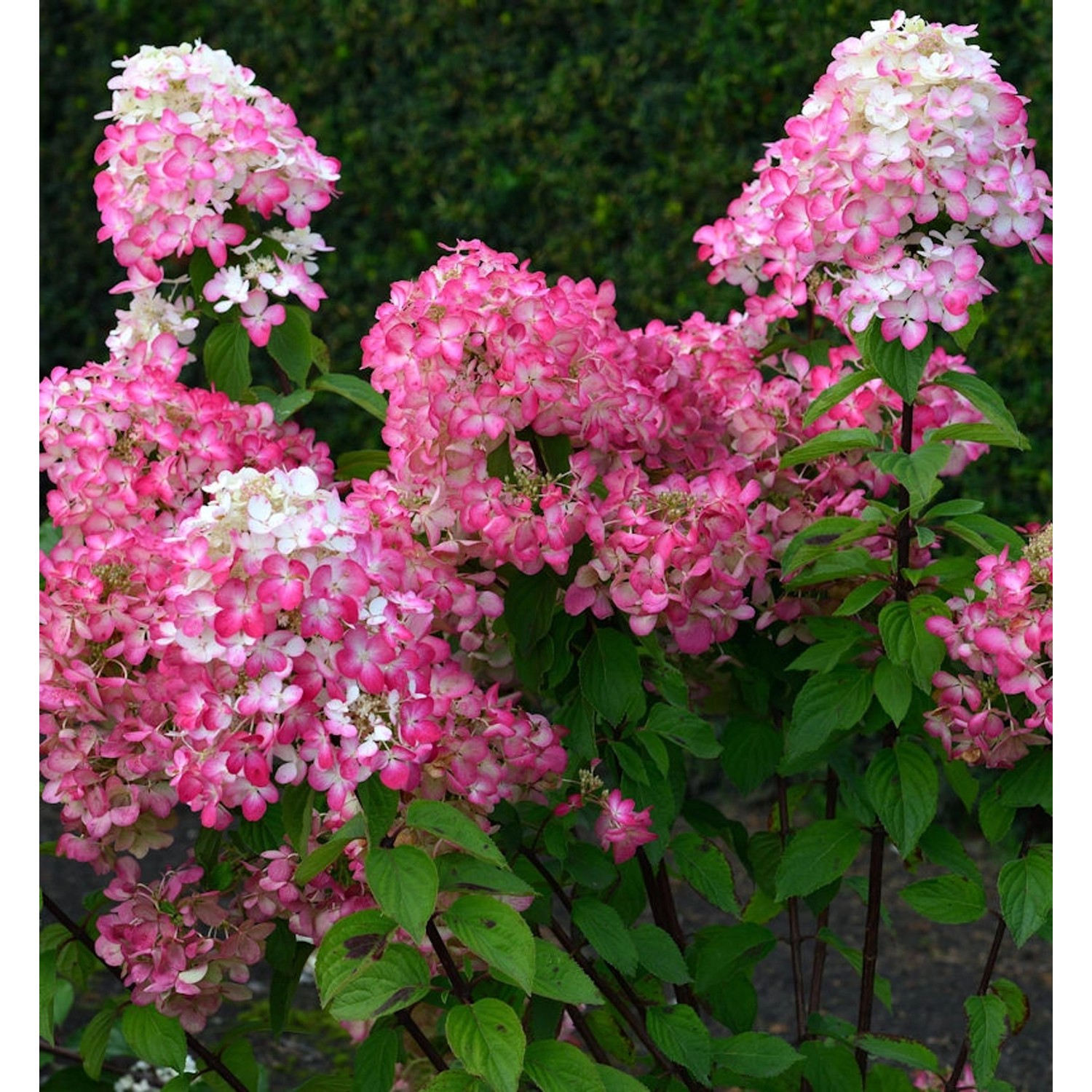 Hochstamm Rispenhortensie Bloody Merry 80-100cm - Hydrangea paniculata günstig online kaufen