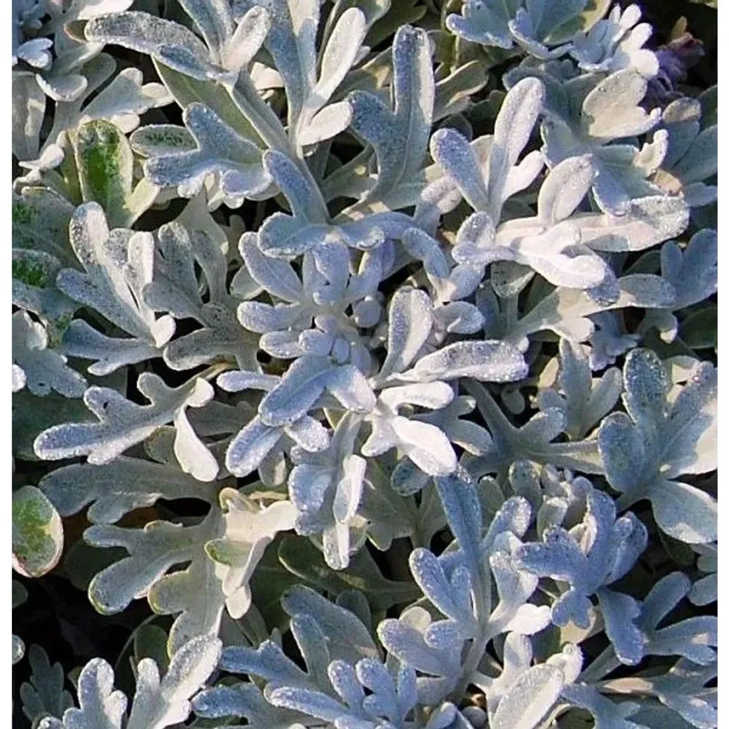 Gabelblatt Boughton Silver - Artemisia stelleriana