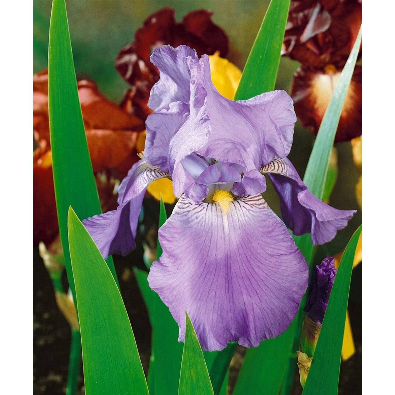 Iris X Barb.-Elat.'Harbor Blue' Schwertlilie Ca. 11x11 cm Topf günstig online kaufen