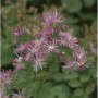 Akeleiblättrige Wiesenraute Purpureum, Staude mit filigranen, rosa Blüten.