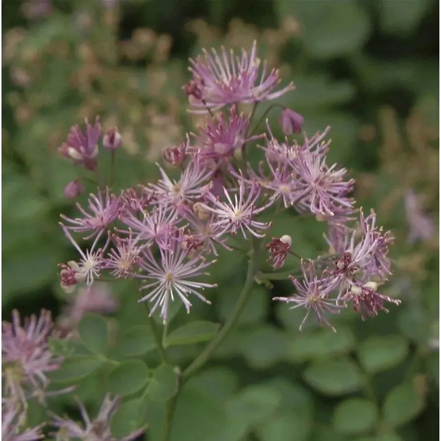 Akeleiblättrige Wiesenraute Purpureum, Staude mit filigranen, rosa Blüten.