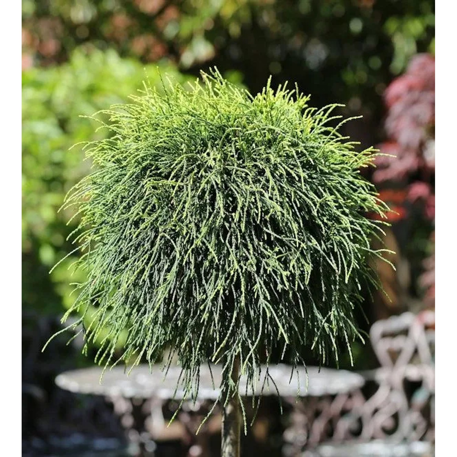 Hochstamm Grüne Fadenzypresse 40-60cm - Chamaecyparis pisifera