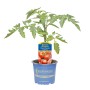 Kiepenkerl Tomate Fido im Topf, veredelte Mini-Fleischtomate mit grünen Blättern.
