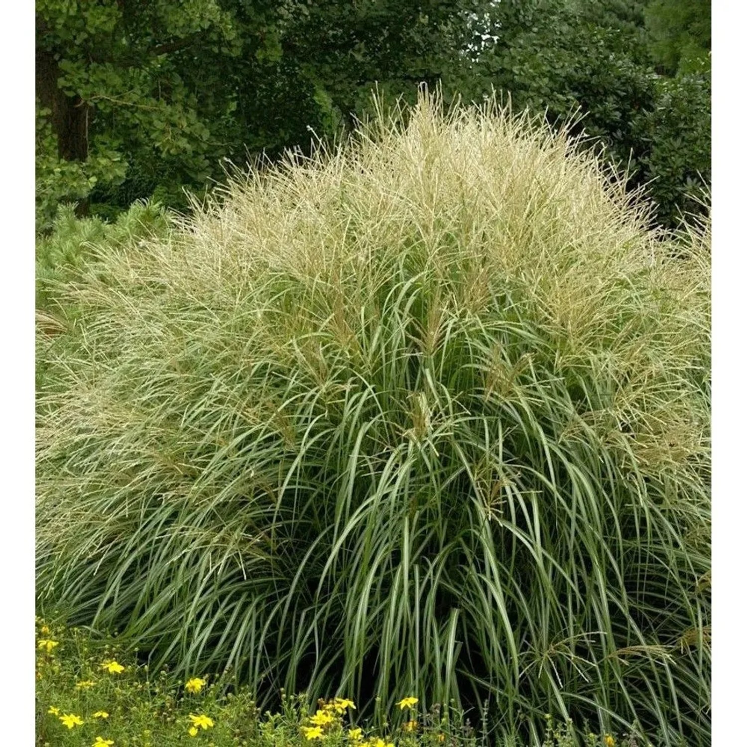 Chinaschilf Yakushima Dwarf - XXXL Topf - Miscanthus sinensis