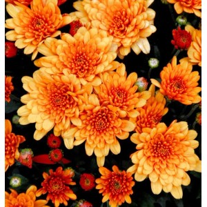 Nahaufnahme von orangefarbenen Winterastern (Chrysanthemum Indicum) der Sorte Herbstbrokat.