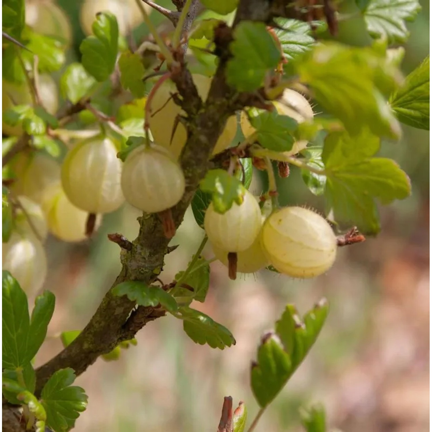 Hochstamm Stachelbeere gelb 60-80cm - Ribes uva-crispa