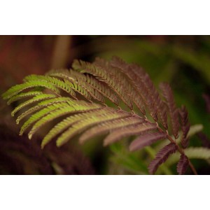 Detailaufnahme: Dunkelrotes Blatt des Albizia Julibrissin Summer Chocolate Seidenbaums.