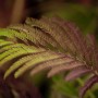 Detailaufnahme: Dunkelrotes Blatt des Albizia Julibrissin Summer Chocolate Seidenbaums.