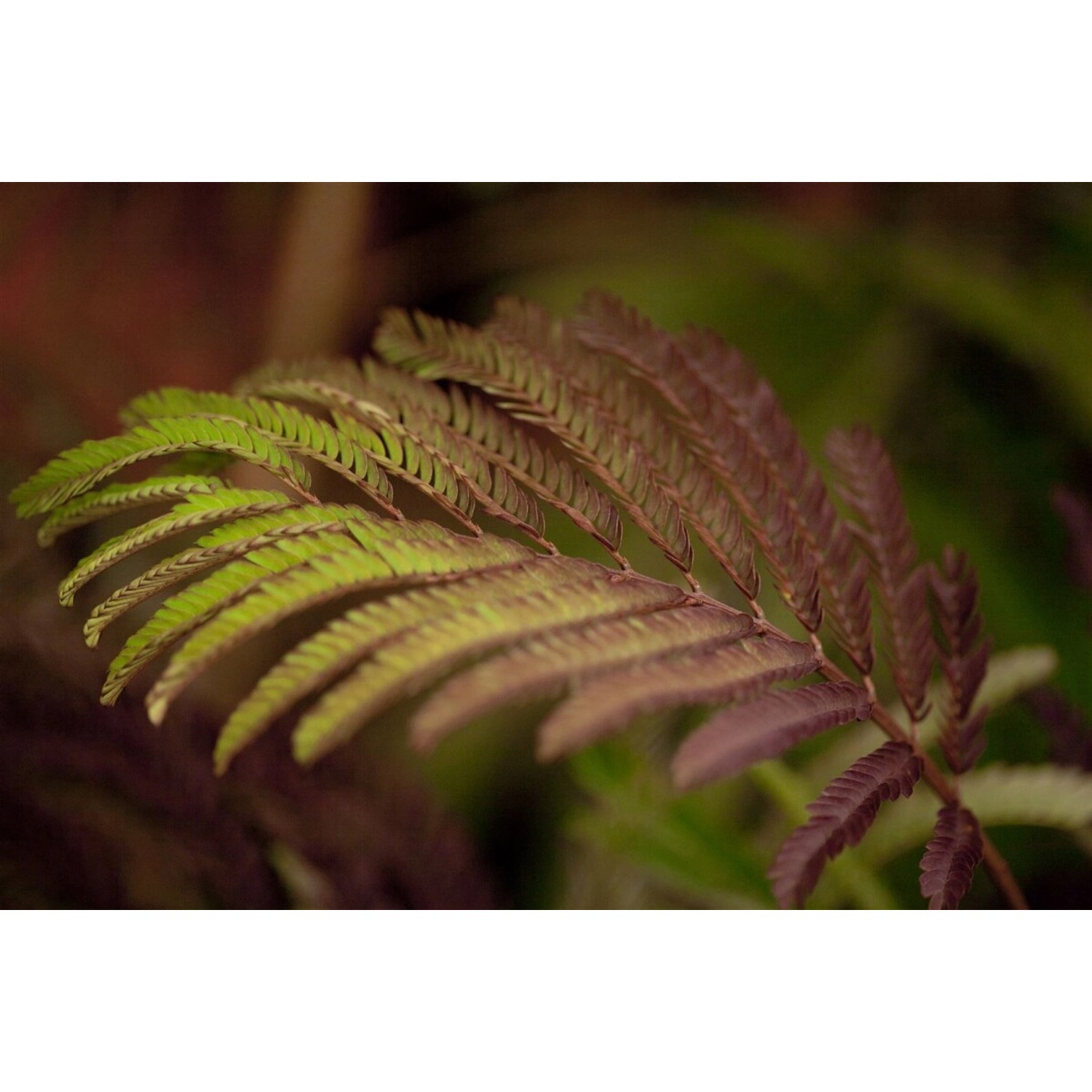 Albizia Julibrissin Summer Chocolate Seidenbaum Dunkelrot 60–80 cm günstig online kaufen