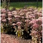 Beet mit rosa blühender Prächtiger Fetthenne (Sedum spectabile) im Garten.