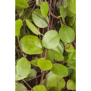 Detailaufnahme der Kriechenden Schönfrucht (Muehlenbeckia axillaris) mit kleinen, runden, grünen Blättern.