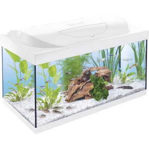 Tetra Aquarium Kleine Forscher 54 l, Komplettset mit LED-Beleuchtung, weißem Rahmen, Pflanzen und Fischen.