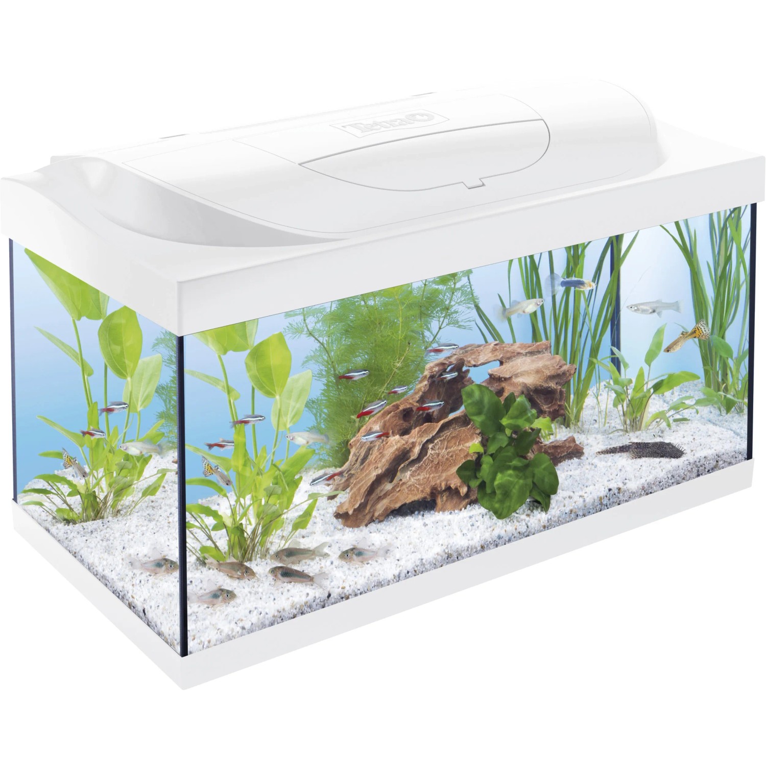 Tetra Aquarium Kleine Forscher 54 l, Komplettset mit LED-Beleuchtung, weißem Rahmen, Pflanzen und Fischen.