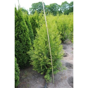 Thuja 'Brabant' 150-175cm, immergrüne Heckenpflanze für Sichtschutz im Garten.