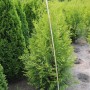 Thuja 'Brabant' 150-175cm, immergrüne Heckenpflanze für Sichtschutz im Garten.
