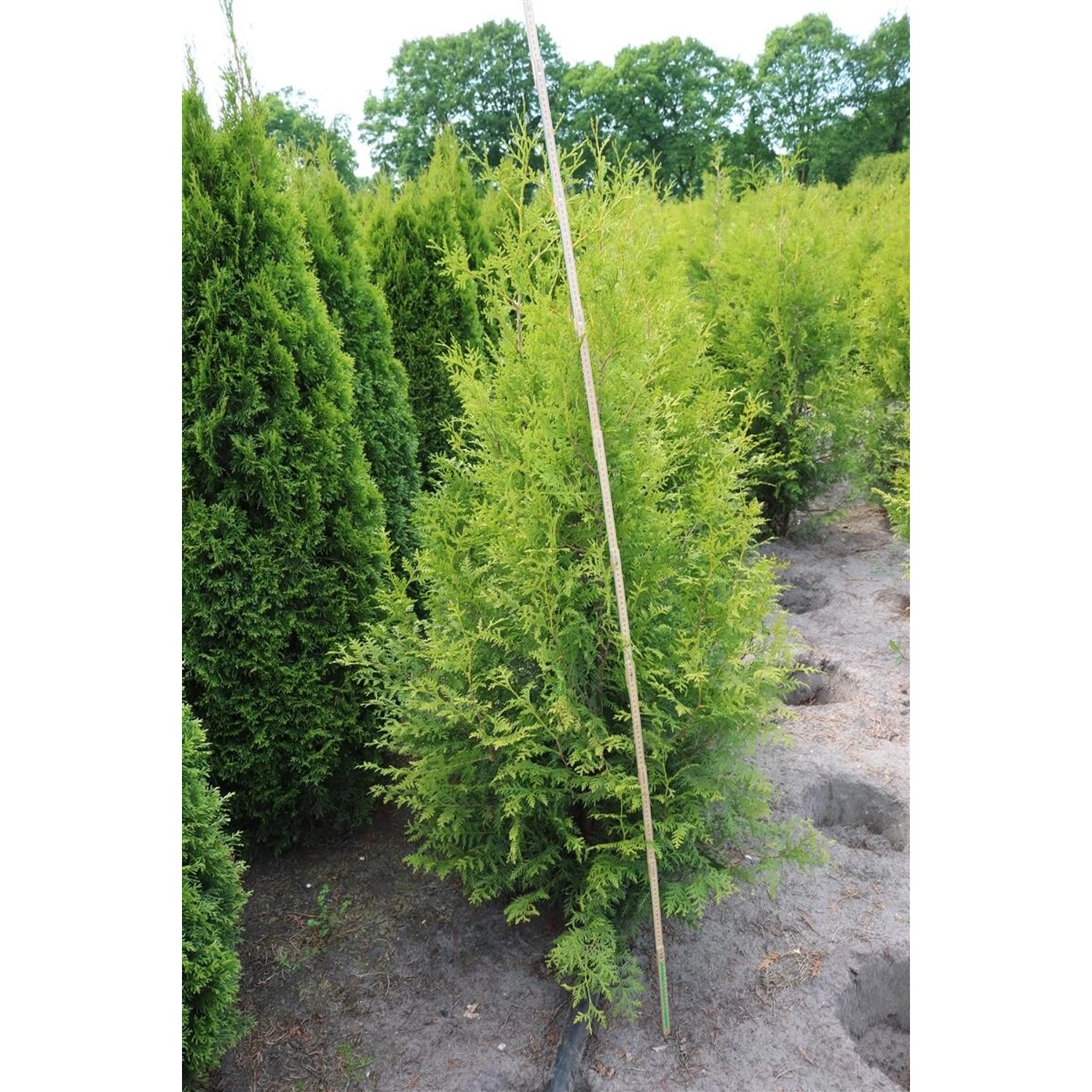 Thuja occidentalis 'Brabant' 150-175 cm günstig online kaufen