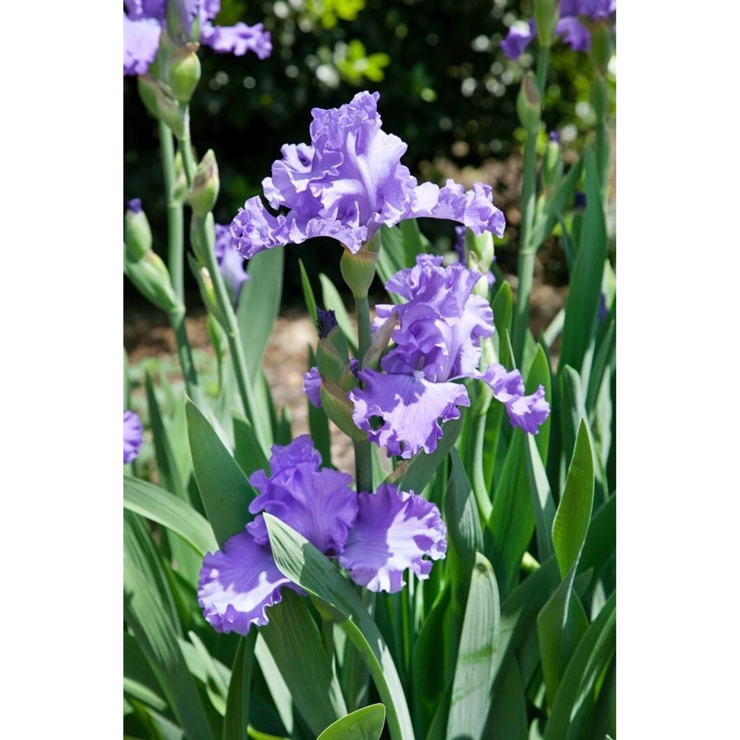 Iris X Barb.-Elat. Schwertlilie Blue Sapphire Ca. 11x11 cm Topf günstig online kaufen