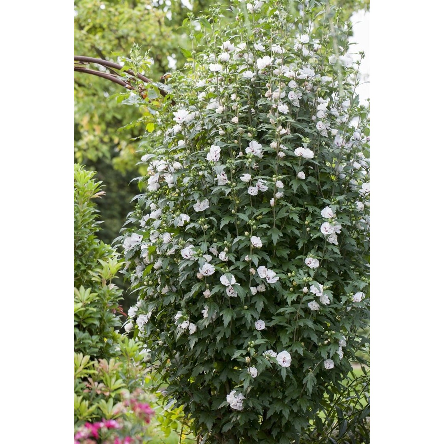Hibiscus Syriacus Garten-Eibisch 40-50 cm günstig online kaufen