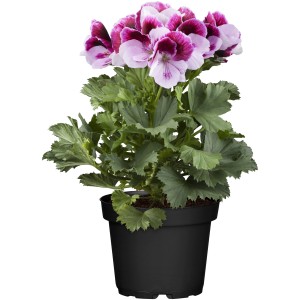 Englische Geranie Mix im Topf, Pelargonium grandiflorum mit violett-weißen Blüten, ca. 15-20 cm hoch.