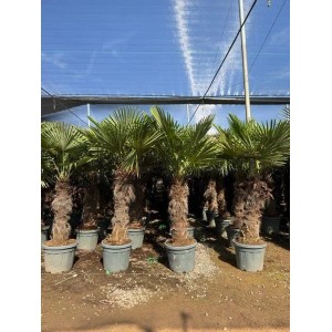 Chinesische Fächerpalme (Trachycarpus fortunei), 240cm, winterhart, im Topf.