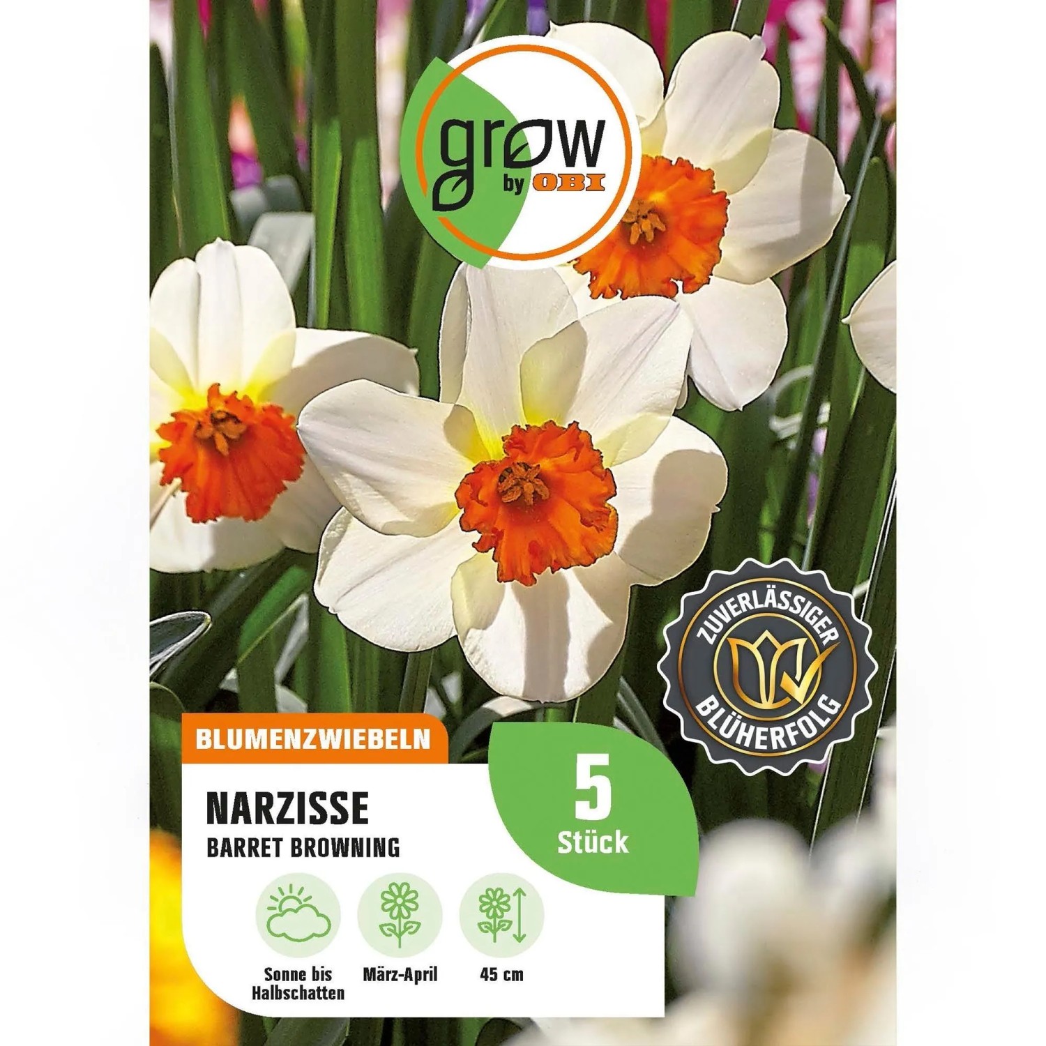GROW by OBI Narcisse Barret Browning Weiß-Orange 4 Stück Narcissus small cupped
