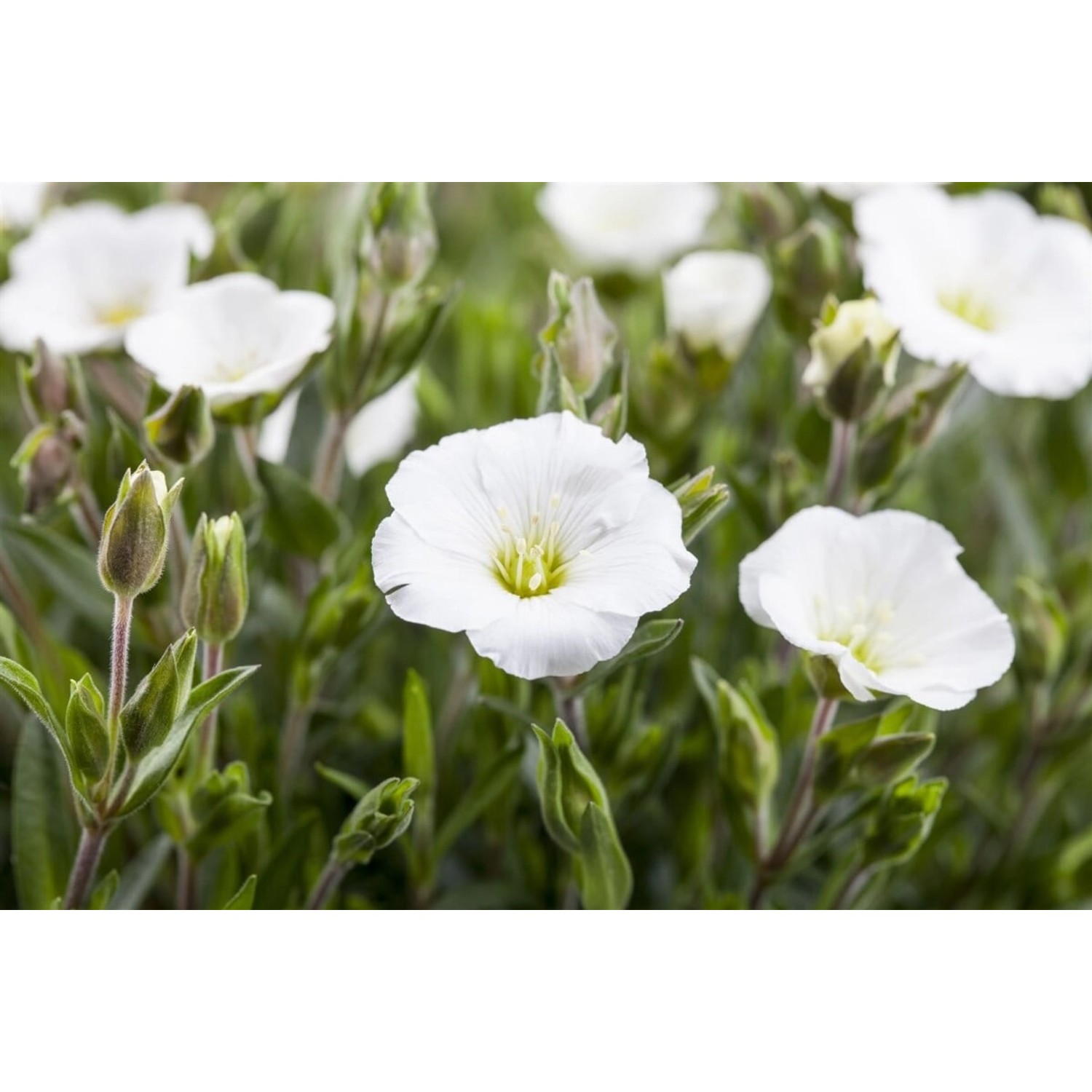 Arenaria Montana Sandkraut Ca. 9x9 cm Topf günstig online kaufen