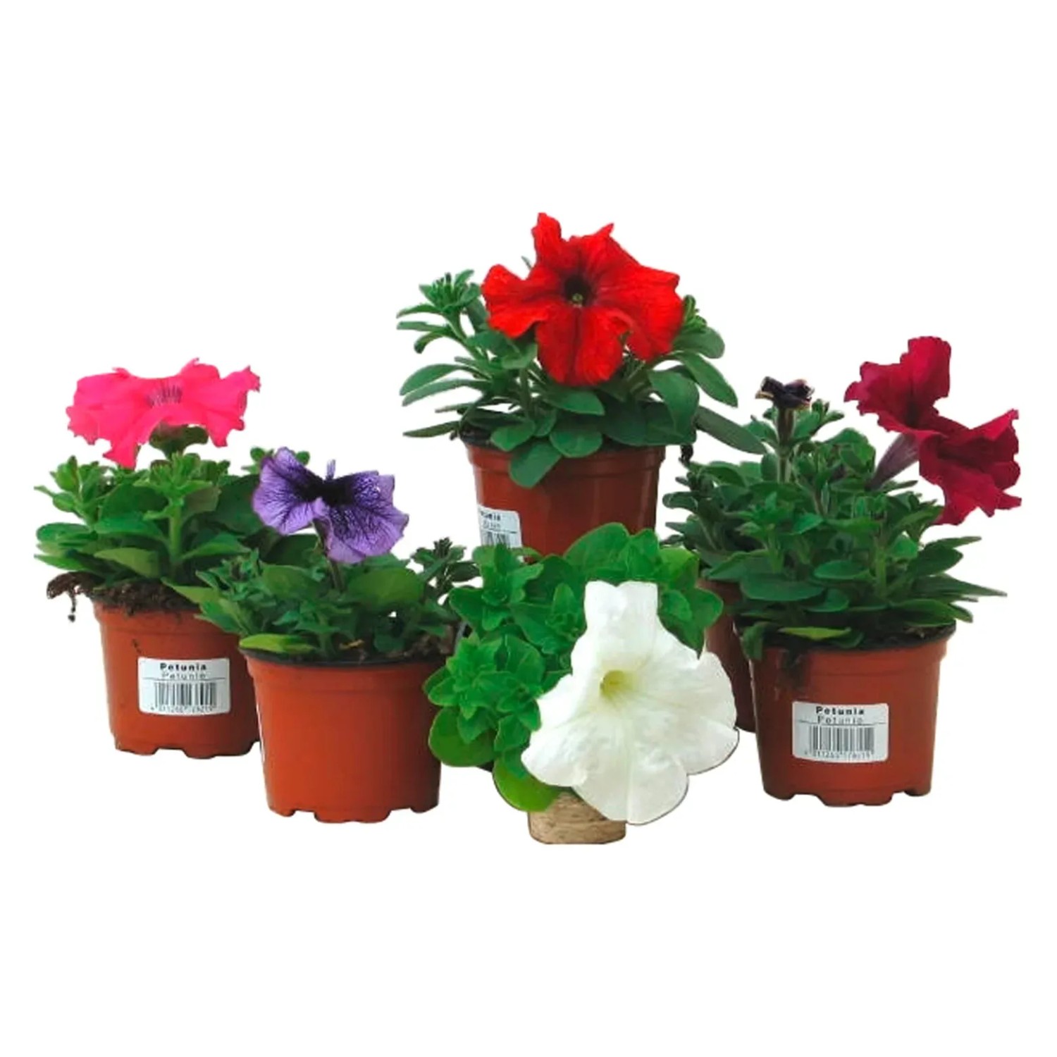 Bunte Petunien im Topf (ca. 9 cm Ø) in verschiedenen Farben als Hängepflanzen.