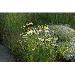 Weißer Sonnenhut (Echinacea Purpurea Alba) im 9x9 cm Topf, Staudenbeet.