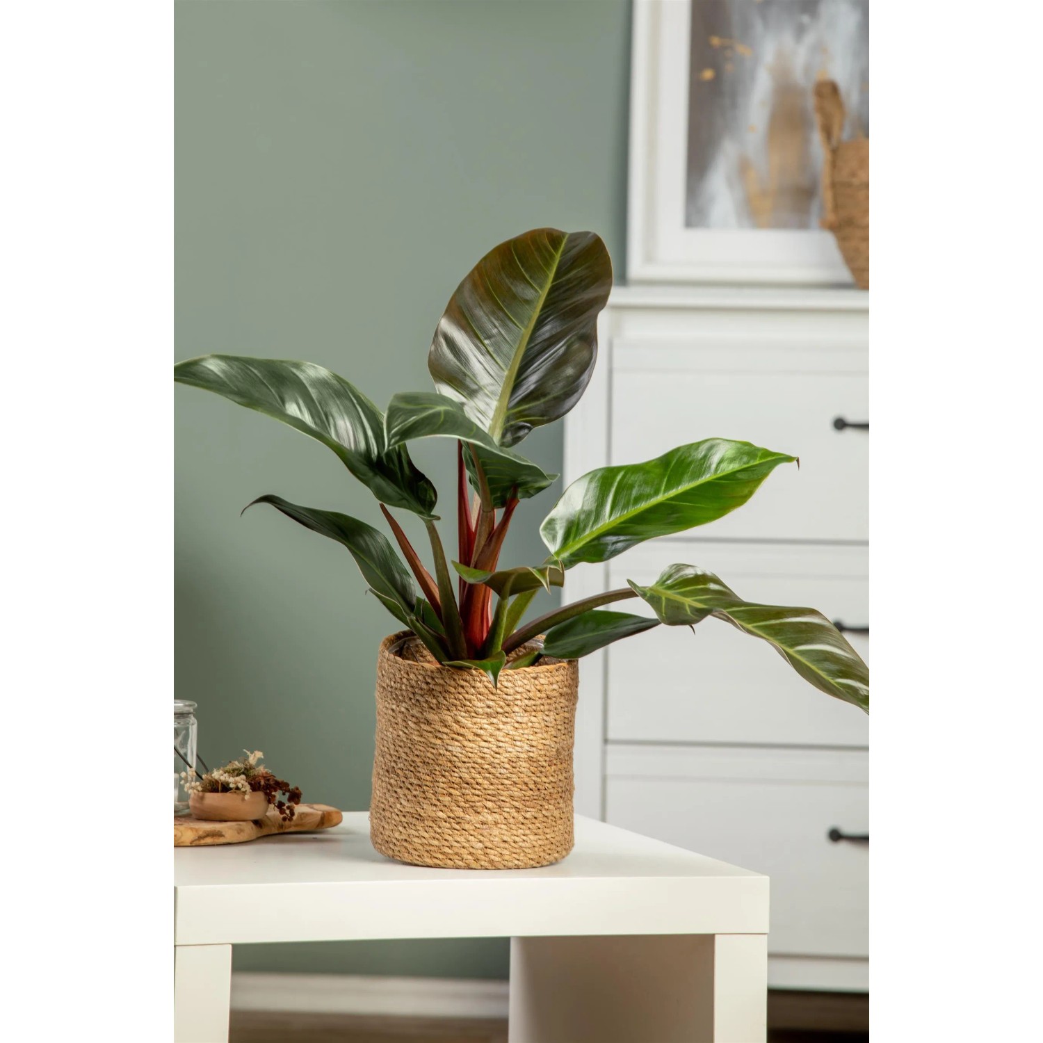philodendron birkin wachstum PHILODENDRON BIRKIN online kaufen bei potflourri main image 1