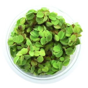 Dennerle Salvinia minima Aquariumpflanze In-Vitro, Schwimmpflanze mit kleinen, runden, hellgrünen Blättern.